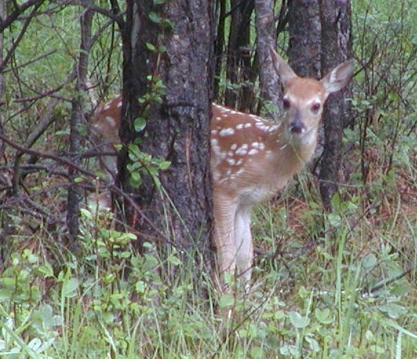 Comanche Lodge Custer Pokoj fotografie